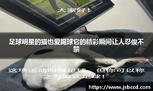 足球明星的猫也爱踢球它的精彩瞬间让人忍俊不禁